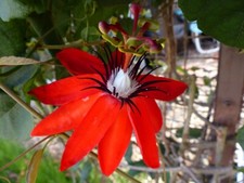 Passiflora rote passionsblume gebraucht kaufen  Kaiserslautern