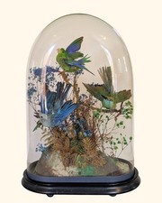 Taxidermy dome victorian for sale  BISHOP AUCKLAND