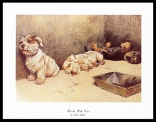 Dandie dinmont terrier d'occasion  Expédié en Belgium