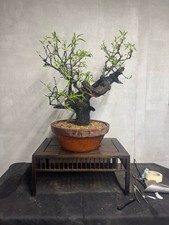 Bonsai mandorlo usato  Milano