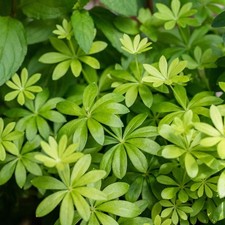 Bio waldmeister kräutertopf gebraucht kaufen  Deutschland
