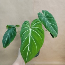 Philodendron gloriosum pot for sale  Woodland Hills