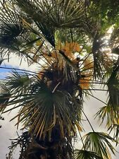 Growing baby palm for sale  ILKESTON