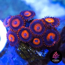 Orange oxides zoa for sale  STOCKPORT