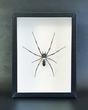 Araignée naturalisée trichon d'occasion  Brest
