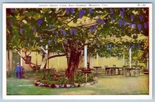 Giant grape vine for sale  Snow Hill