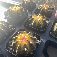 Yellow moon cactus for sale  WALSALL
