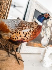 Beautiful taxidermy ring for sale  Hernando