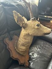 Taxidermy roe deer for sale  LEIGHTON BUZZARD