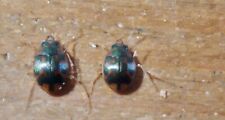 Coleoptera carabidae omphron usato  Roma