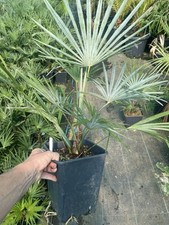 Trachycarpus fortunei .princep for sale  ASHFORD