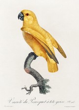 Senegal parrot yellow for sale  USA