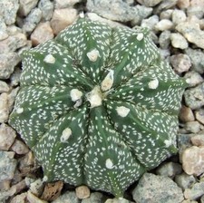 Astrophytum asterias capricorn for sale  EASTBOURNE