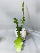 Fishbone cactus epiphyllum for sale  SOUTHAMPTON