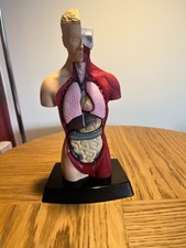 Vintage anatomical model for sale  NOTTINGHAM