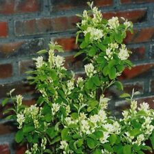 Suttons garden amelanchier for sale  PAIGNTON
