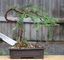 Samen kleiner bonsai gebraucht kaufen  Calw