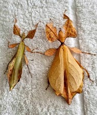 Phyllium celebicum insetto usato  Spedire a Italy