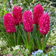 Hyacinth scarlet pearl for sale Hyacinth scarlet pearl for sale  GLASGOW