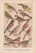 Girlitz kanarienvogel buchfink gebraucht kaufen  Kassel