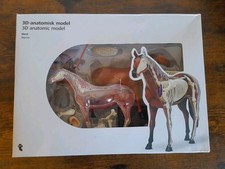 Realistic anatomical horse for sale  COALVILLE