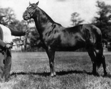 Man war horse for sale  USA