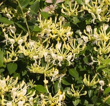 honeysuckle lonicera for sale  Bates City