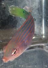 Six line wrasses for sale  Homestead
