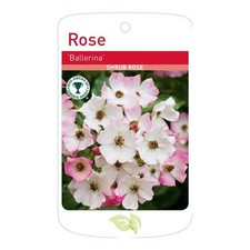 Ballerina rose tree for sale  WISBECH