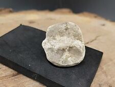 Real fossilized dinosaur for sale  Belleville
