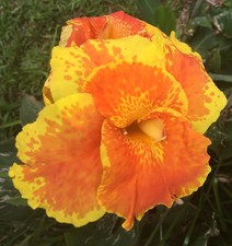 Yellow orange canna for sale  Blountville
