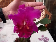 Rare cattleya rlc. for sale  HALSTEAD