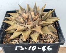 Ariocarpus trigonus wn gebraucht kaufen Ariocarpus trigonus wn gebraucht kaufen  Alzenau