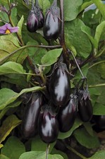 Aubergine hyb patio d'occasion  Luzech