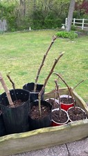 Fig tree for sale  East Islip