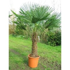 Graines palmier chanvre d'occasion  Langeais