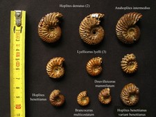 Lot ammonites albiennes d'occasion  La Chapelle-Saint-Luc