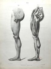 Anatomy forms man for sale  BOURNE END