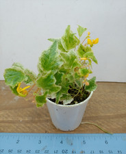terrarium for sale terrarium for sale Lexington