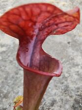 carnivorous plants for sale  Fresno