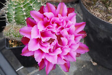 Echinopsis trichocereus hybrid for sale  Shipping to Ireland