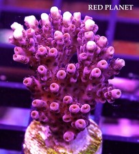 Red planet sps for sale  Naples