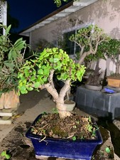 Portulacaria afra bonsai for sale  Chino Hills