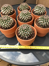 Mammillaria mammillaris cactus for sale  COLWYN BAY