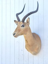 Taxidermie trophée chasse d'occasion  Moulins