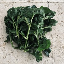 Hot weather spinach for sale  Arlington