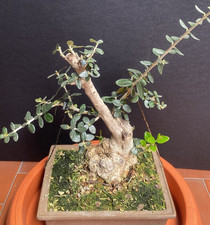 Bonsai olivastro usato  Italia