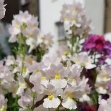 Nemesia wisley vanilla for sale  LONDON