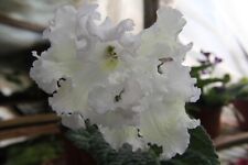Streptocarpus mysterious narci for sale  MAIDENHEAD