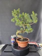 Japanese white pine for sale  WETHERBY